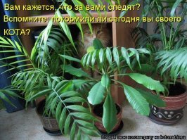20 доказательств того, что котики просто созданы для драмы