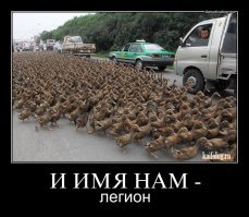 Видео: "птичий апокалипсис" в Техасе