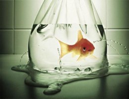 положение тюленя можно иллюстрировать картинкой: