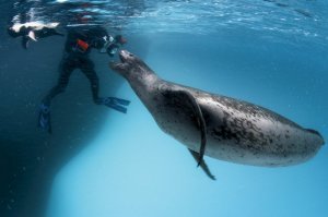 Вот жесткая зверюга, Морской Леопард, были случаи нападения на дайверов со смертельными исходами ...