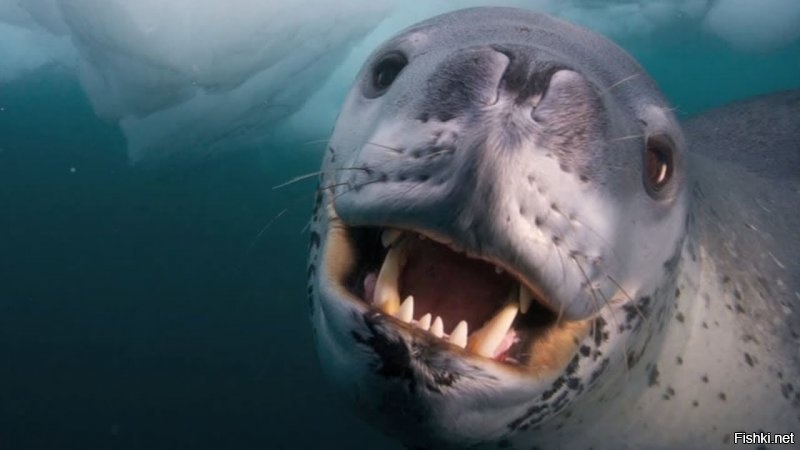 Вот жесткая зверюга, Морской Леопард, были случаи нападения на дайверов со смертельными исходами ...