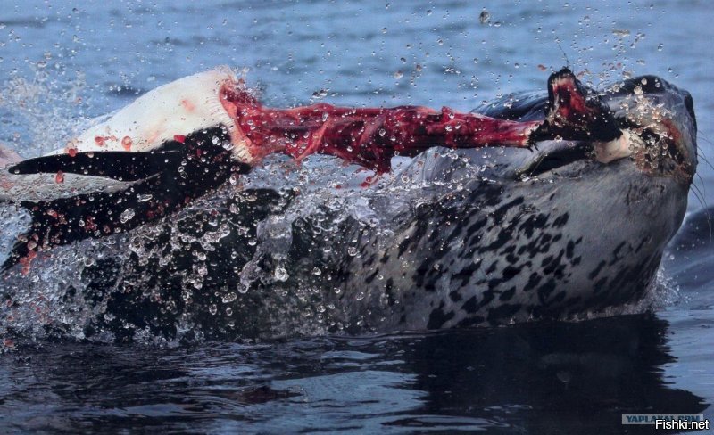 Вот жесткая зверюга, Морской Леопард, были случаи нападения на дайверов со смертельными исходами ...