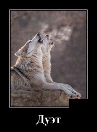 Забавные демотиваторы