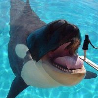 Чистоплотная косатка хочет, чтобыец почистили зубки