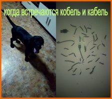 Забавные демотиваторы