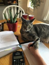 Котики конечно хороши. Но никто не обратил внимание, как тут держат ручку? Я попробовал так.... чуть не вывернул себе палец. Это в какой стране так учат, интересно?