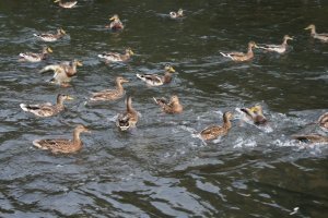 Думается мне, что не только в Москве и Камышине живут в городе на водоемах утки.
Хотя за автора и рад - открыл для себя новое, интересное. Не каждый же день бывает.
Вот, к примеру, фото десятилетней давности из Кемерова.
На фото не все утки в кадре. 30-40% всего в кадр попало.
И это количество уток было 10 лет назад.
Сейчас их там как на птицеферме.