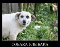 Эмоциональные портреты собак, харизме которых могут позавидовать люди