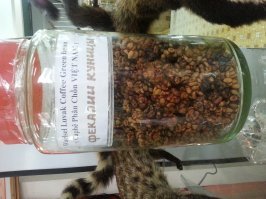 Вот так выглядит кофе лювак после выхода из куницы.
Но это пол беды.... Есть еще кофе "слон"....