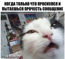 Вредные привычки кошек, которые мы воспитываем сами