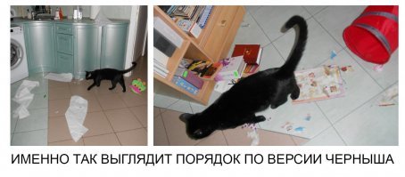 Может часть этих правил и работает, когда в доме ОДИН, наверное, породистый (потому что они обучаемы хоть как-то) кот. Но когда их больше двух - забудьте ВСЕ эти правила: либо они воспринимают тебя, как вожака стаи и хоть как-то слушаются, либо нет. 

Скажу больше, если в доме есть взрослый кот и вы принесёте второго маленького - вы скоро перестанете радоваться, что они очень подружились. Потому что эта взрослая шерстяная жопа научит мелкого ВСЕМУ, что умеет и знает - хорошее здесь идёт не первой строкой. 

Очень порадовало описание, что кошке можно как-то запретить запрыгивать на кровать и на мебель - вы это серьёзно? Это кошка, не собака. Это невозможно сделать гуманными способами или предлагаете избивать и сделать животину зашуганной? Максимум чего можно добиться (и снова повторюсь - если в доме 1 кот), так это того, чтобы хвост не лазил по столам.

Если вы не привязаны к этим животным душой, очень хорошо подумайте, стоит ли вам заводить его. Оно не дрессируется, оно не слушается (когда вам надо), оно приходит к вам только, когда захочет. 

У нас несколько котов уже много лет - я называю это стадо детский сад "Ромашка", потому что у каждого свой нрав, свои причуды и своё выражение характера. Одна, например, очень общительная - ну вот просто говоришь ей что-то, а она в ответ "Мяу, мяу!", хлебом не корми, дай на плечах у тебя полежать. Второй - просто ураган: всё, что где-то лежит/стоит (книга на столе, ночник на тумбочке, телефон на стойке, свечка у камина) должно непременно быть сброшено на пол. Наше утро начинается с возвращения книг на полки, восстановления облика гостинной - пульт, мыши компьютерные - всё найдено и сброшено на пол. Третья любит, чтобы её гладили, но на руки не идёт - вот просто подходит и орёт - гладь меня срочно!!!! Супруг просто вытягивает руку на высоту 30 см и она сама прыгает, чтобы спина касалась. Длиться это может минут 20. И так далее по списку. 

Да, у нас нет дисциплины - они все ходят за нами хвостами и хоть площадь жилья приличная, всё равно будут находиться там, где мы. Да, наверное, мы могли бы их воспитать, чтобы они от одного нашего окрика укладывались все по лавкам и не шевелились. Но это уже будут не кошки. 
По крайней мере, не те кошки, которые любят нас, а мы любим их :)