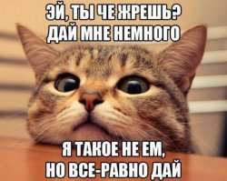 Вредные привычки кошек, которые мы воспитываем сами