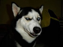 Прикольные и смешные картинки