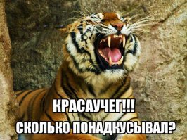 Леопард шесть часов держал в страхе жителей индийского города