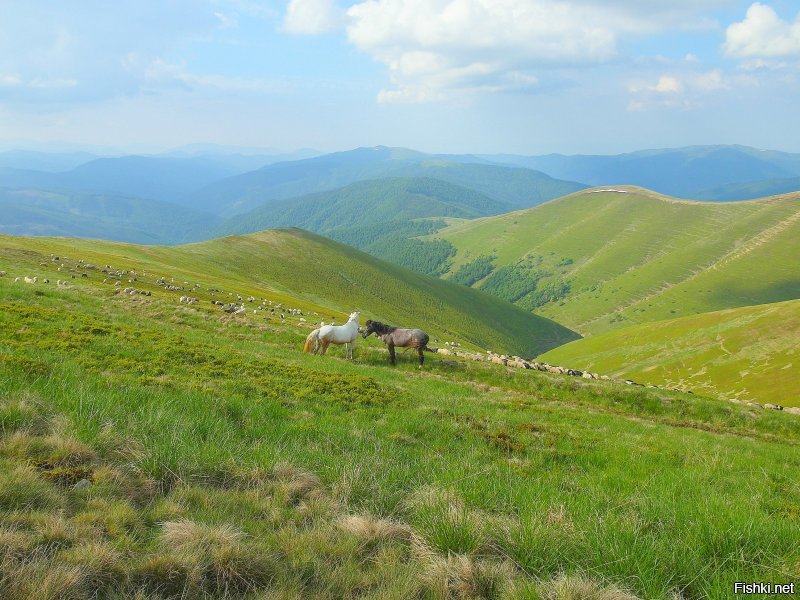 Я одна прошла 150 км в Карпатах за 6 дней в 2015-м.