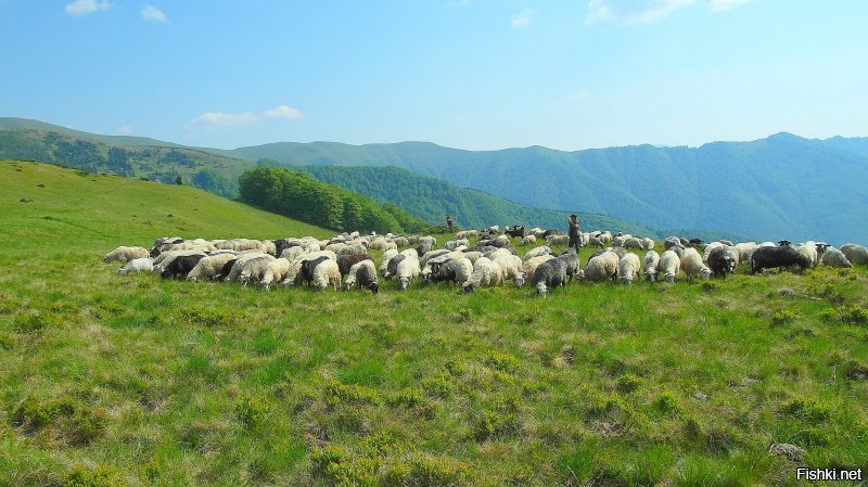 Я одна прошла 150 км в Карпатах за 6 дней в 2015-м.