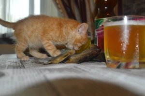 Ешьте сами свой вискас