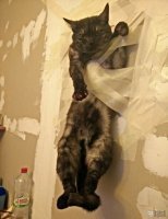 Фотоприколы