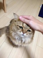 Прикольные и смешные картинки
