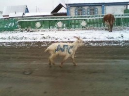 На дорогах страны вновь начинают работать стационарные посты ГИБДД
