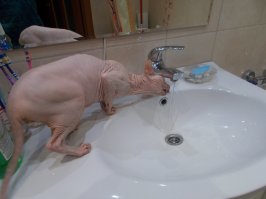 Пьющие коты