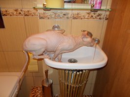 Пьющие коты