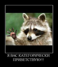 Полицейские пришли на помощь к застрявшему в люке еноту