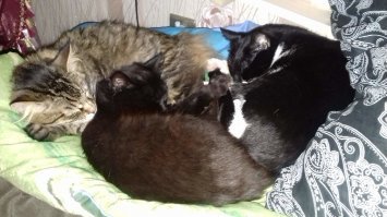 У меня три пушистых спиногрызика...всех улица подарила. Никому не отдам эти шерстяные комочки.:)