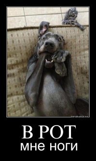 Эмоциональные портреты собак, харизме которых могут позавидовать люди