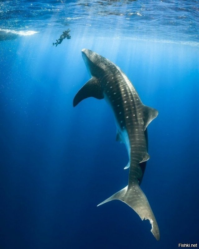 Это не кит,а акула.Китовая.