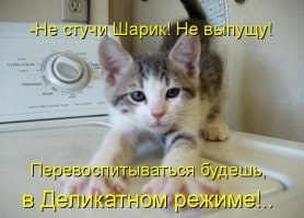 А кот потом