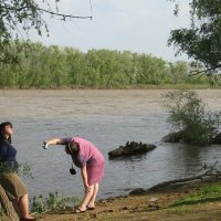 За минуту до обеда...
Крокодил Гена неплохо замаскировался.