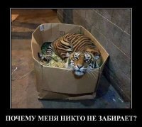 На старости лет его сдали в приют.20-летний кот сидел очень тихо, не зная, что будет дальше