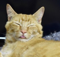 Мой дрыхнет :)