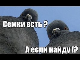 Прикольные и смешные картинки