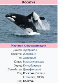 На самом деле, косатка - хордовый эукариот.