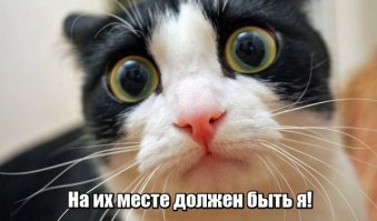 Котиков много не бывает!