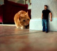 Мужчина впадает в панику при виде котиков, и друзья решили устроить ему милейшую пушистую пытку