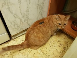 Меня мой чипованный помощник солнца устраивает.