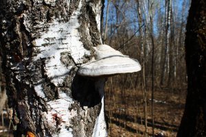 Не знаю как, но дослуживаются же. Вот фото.