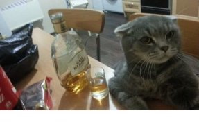 Пьющие коты