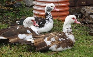 вот эта порода повкуснее будет