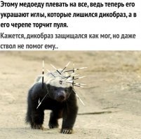 Самка медоеда отбила своего детеныша у леопарда
