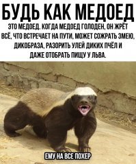 Самка медоеда отбила своего детеныша у леопарда