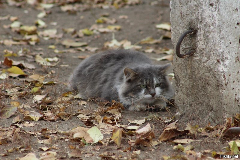 Моя кошарва)))