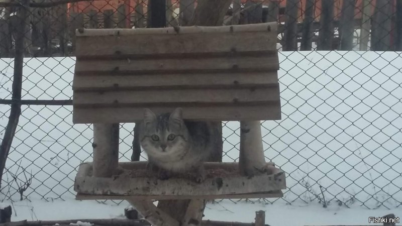 Моя кошарва)))