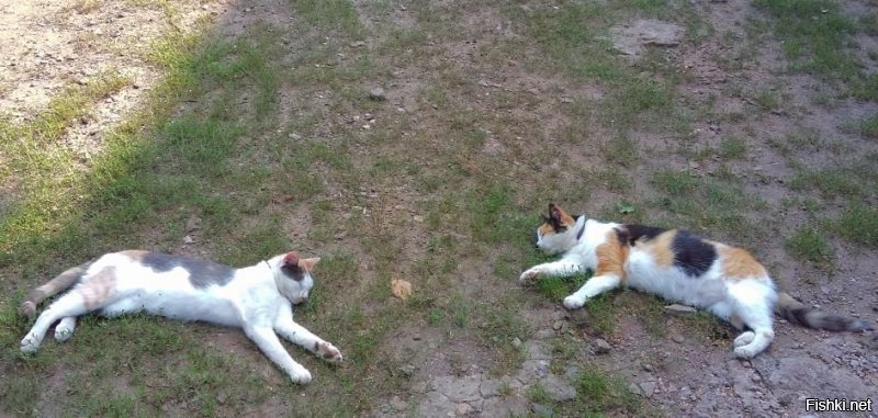 Моя кошарва)))