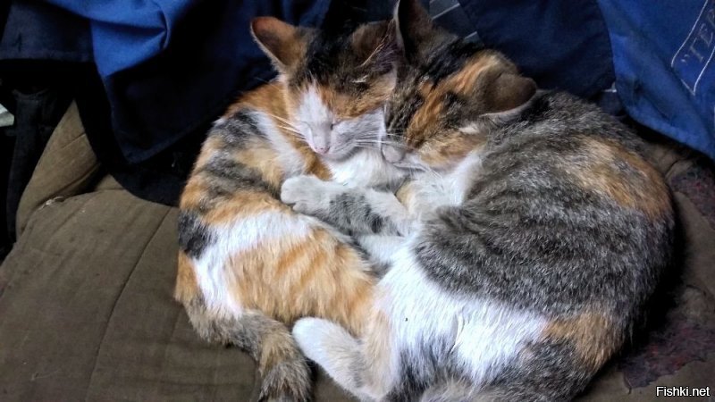 Моя кошарва)))