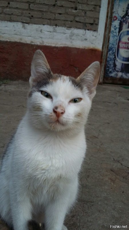 Моя кошарва)))