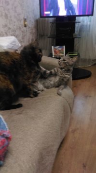 Котиков много не бывает!
